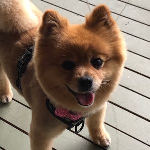 Meet your Posher, Carol